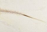 Rare Fat Tail Stingray (Asterotrygon) - Wyoming #174910-3